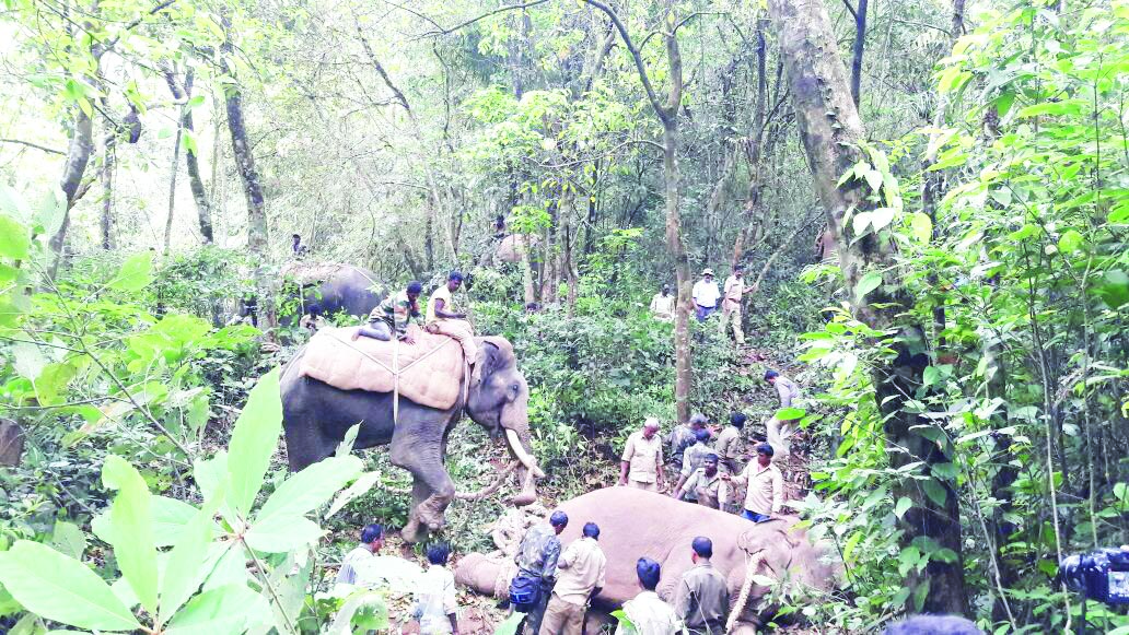 ಬೈರಾಪುರದಲ್ಲಿ ದಾಂಧಲೆ ಎಬ್ಬಿಸುತ್ತಿದ್ದ ಕಾಡಾನೆ ಸೆರೆ